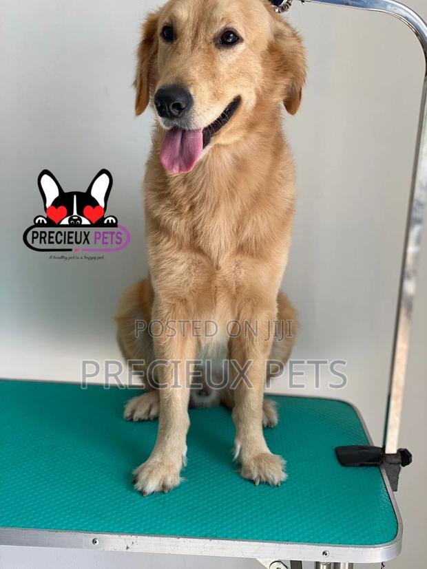 Basic Grooming (Golden Retriever) · Photo 5