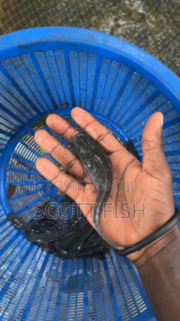 Catfish Juvenile · Photo 1