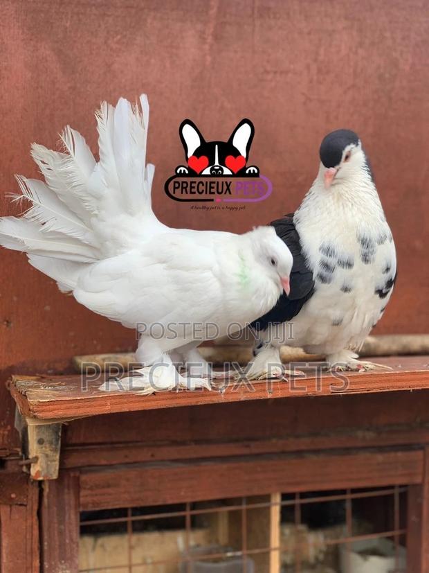 Indian Fantail / Lahore Pigeons for Sale · Photo 1