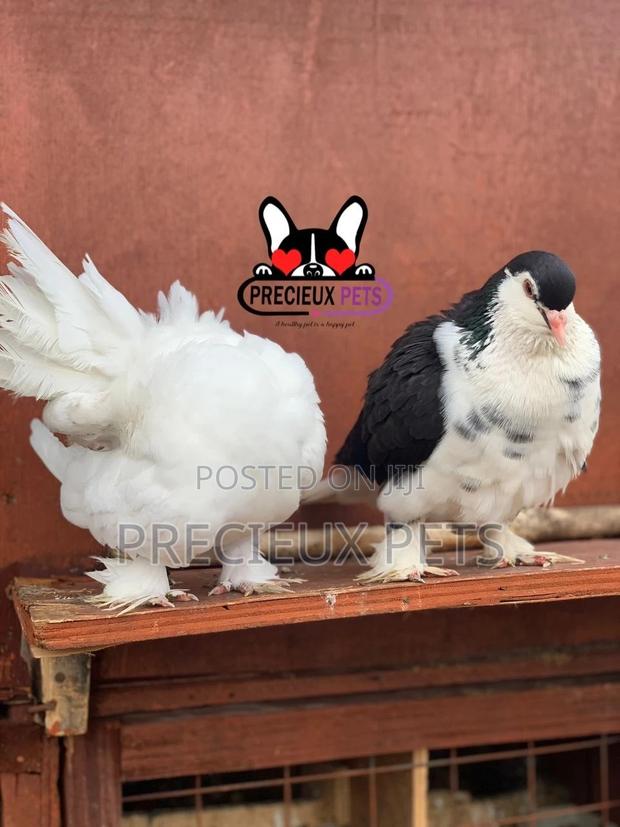 Indian Fantail / Lahore Pigeons for Sale · Photo 3