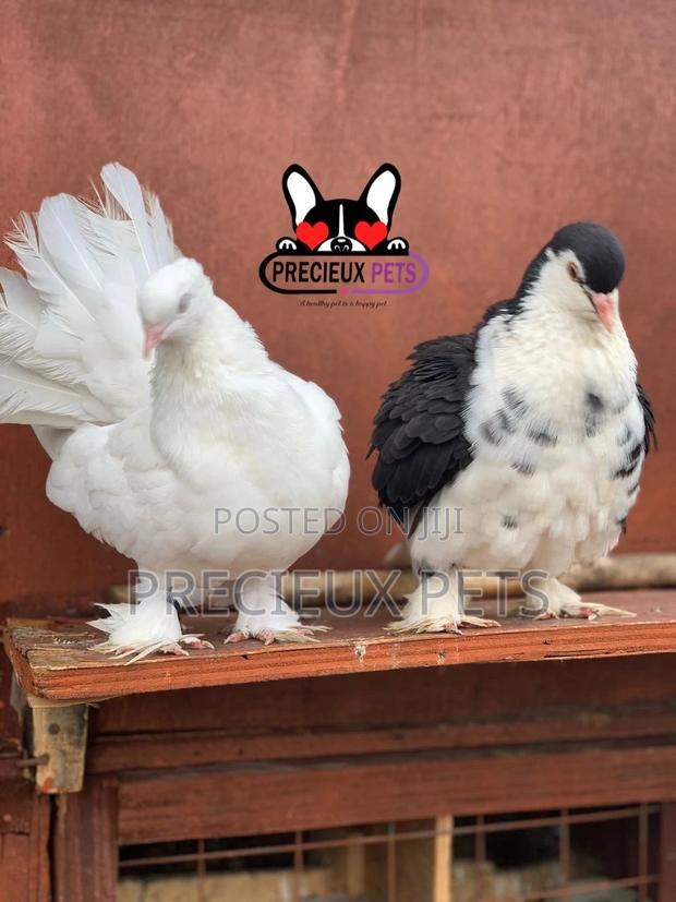 Indian Fantail / Lahore Pigeons for Sale · Photo 2