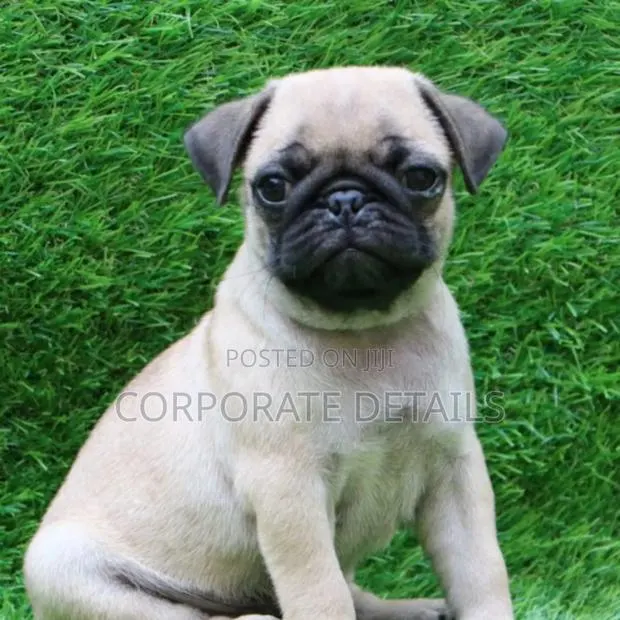 1-3 months Female Purebred Pug · Photo 1