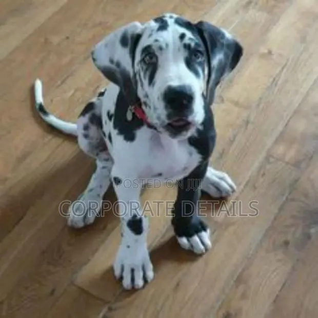 1-3 months Male Purebred Great Dane · Photo 1