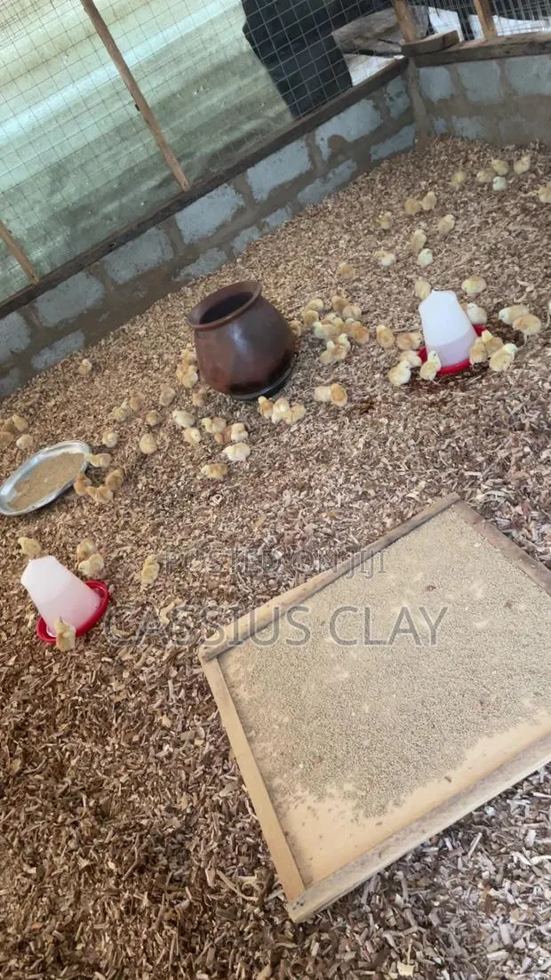 Sasso Broiler Chicks · Photo 1