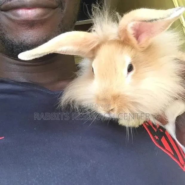 Healthy and Active Rabbit Breeds · Photo 1