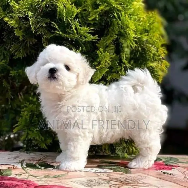 1-3 months Male Purebred Poodle · Photo 1