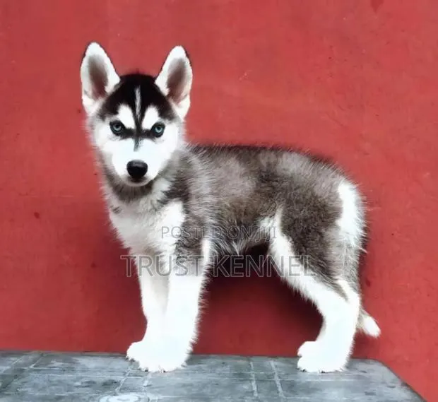 1-3 months Male Purebred Siberian Husky · Photo 1