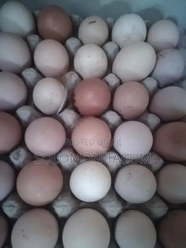 Fertile Egss · Photo 1