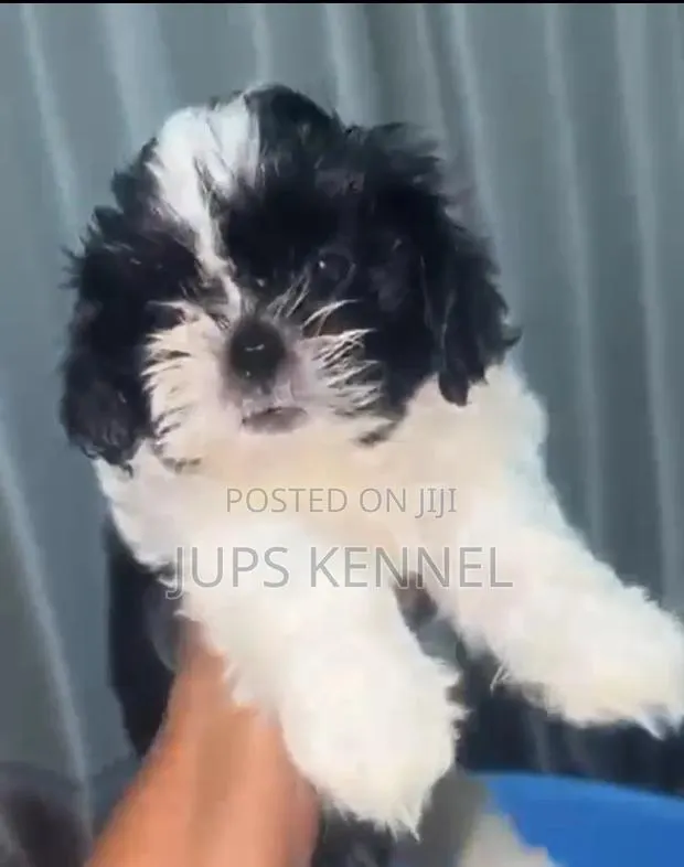 1-3 months Female Purebred Shih Tzu · Photo 1
