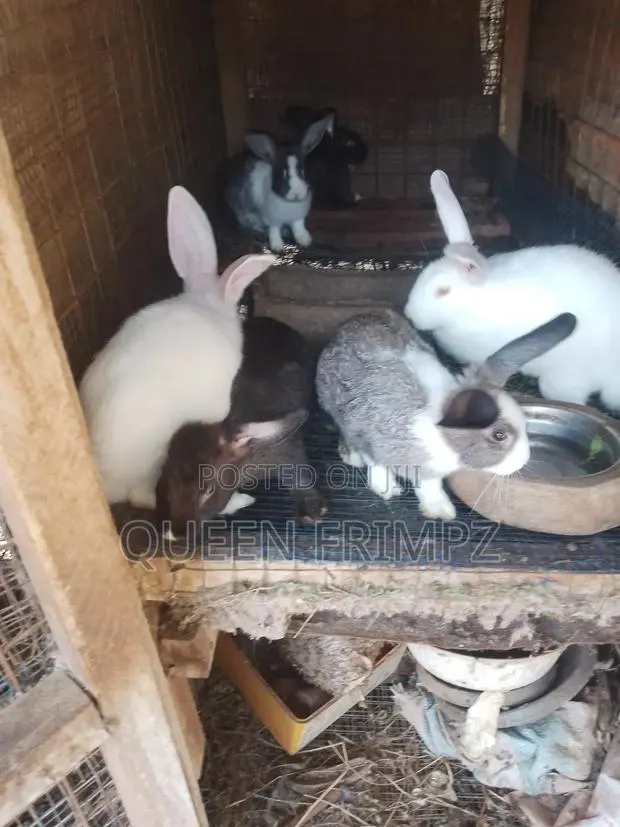 Affordable Bunnies · Photo 1