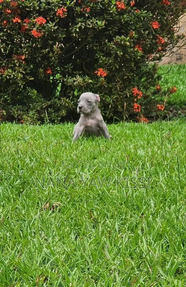 1-3 months Female Purebred American Pit Bull Terrier · Photo 2