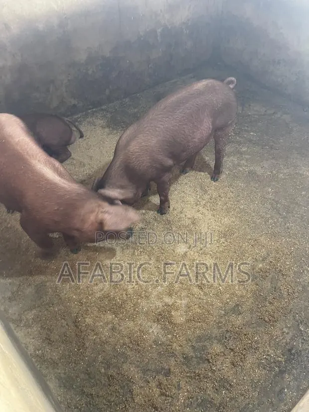 Pure Duroc Weaners for Sale · Photo 4