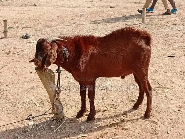 Goat Is for Sale · Photo 1