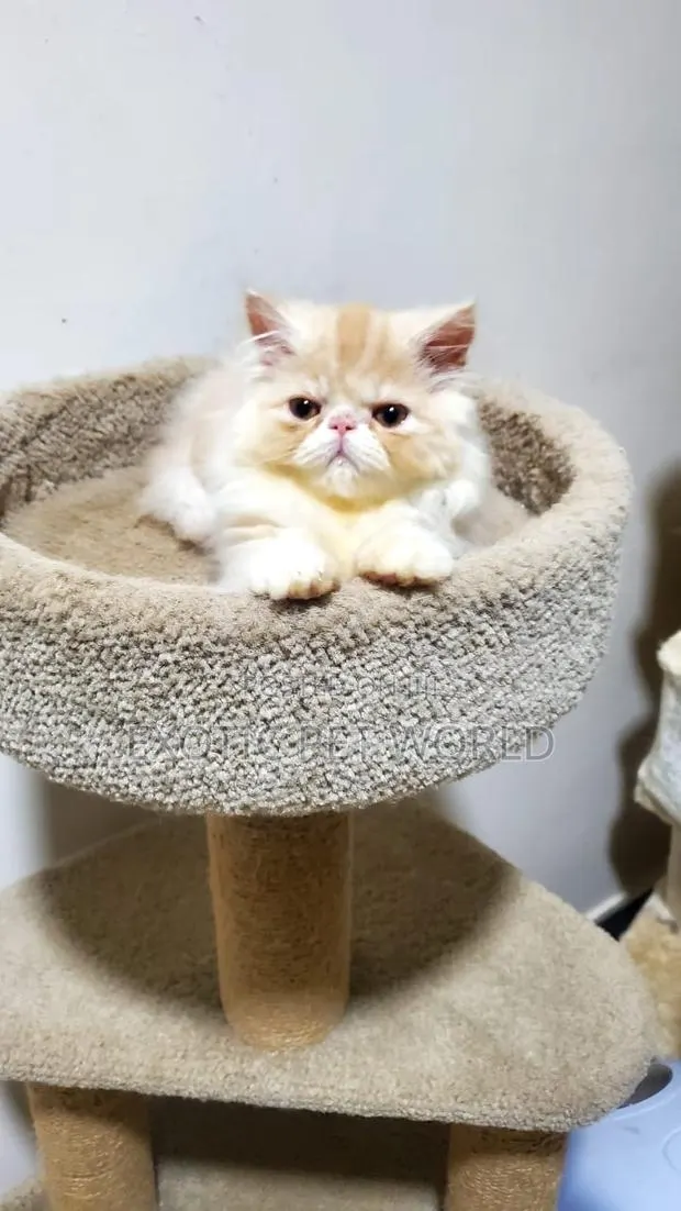 1-3 months Male Purebred Persian · Photo 1