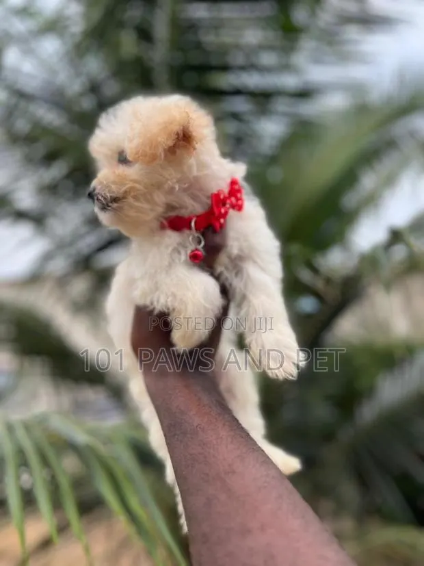 1-3 months Male Purebred Poodle · Photo 1