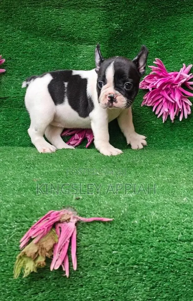 1-3 months Male Purebred French Bulldog · Photo 1