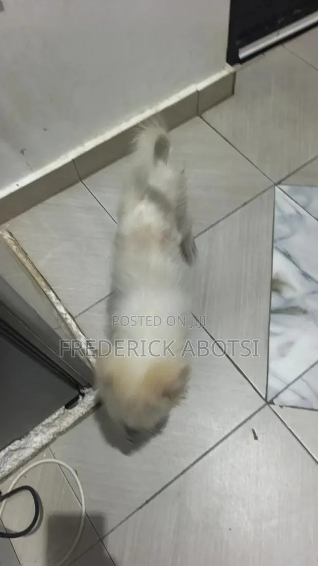 3-6 months Female Purebred Japanese Spitz · Photo 1