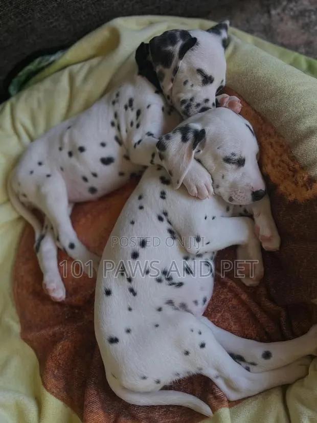 1-3 months Female Purebred Dalmatian · Photo 1