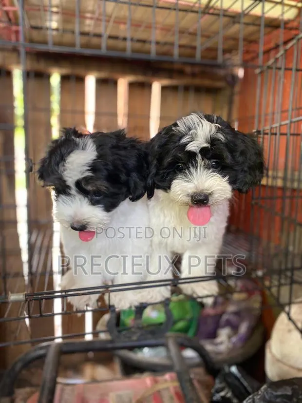 1-3 months Female Purebred Poodle · Photo 1