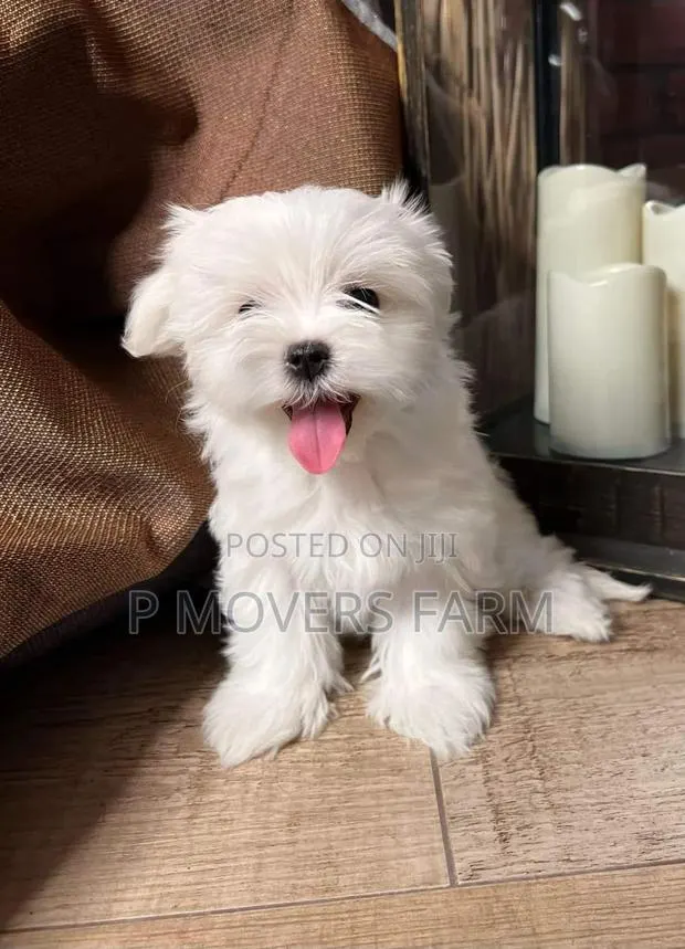 1-3 months Male Purebred Maltese · Photo 1