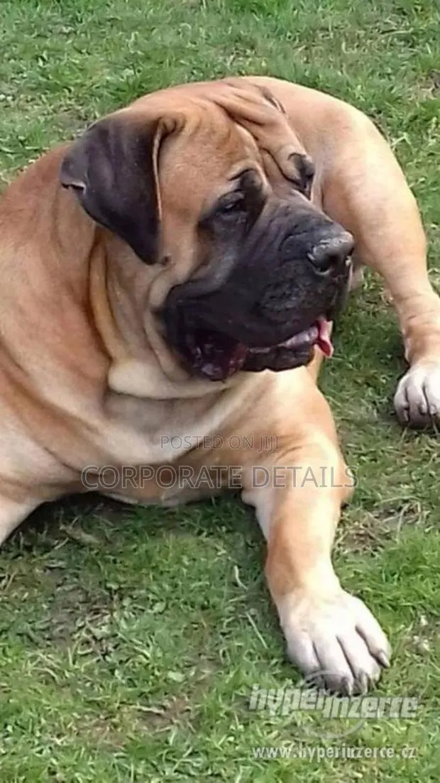 3-6 months Male Purebred Boerboel · Photo 1