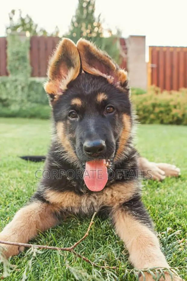1-3 months Male Purebred German Shepherd · Photo 1