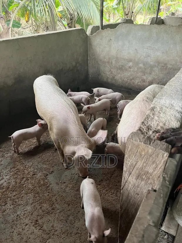 Health Pigs for Sale