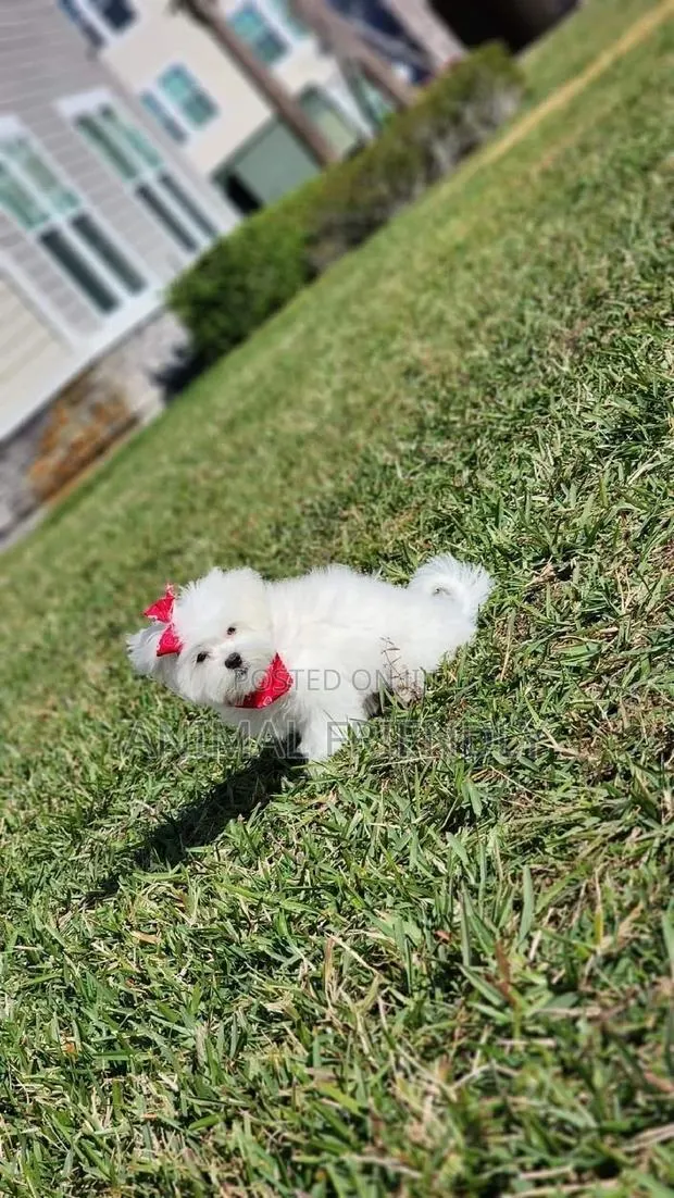 1-3 months Male Purebred Maltese · Photo 1