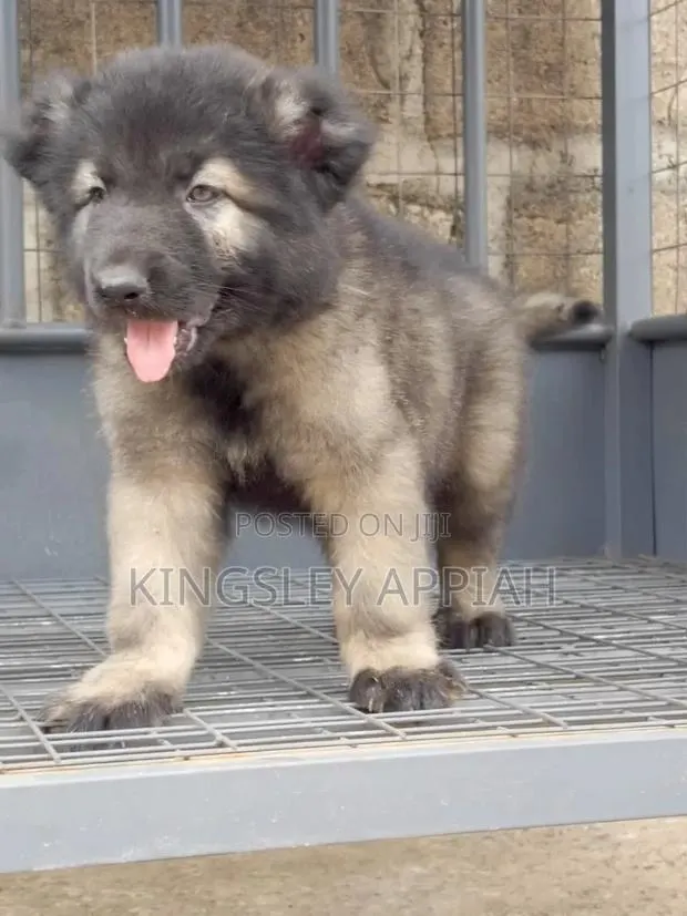 1-3 months Male Purebred Caucasian Shepherd · Photo 1