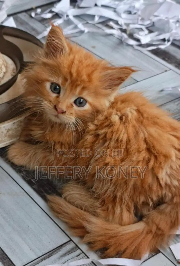 1-3 months Male Purebred Maine Coon · Photo 1