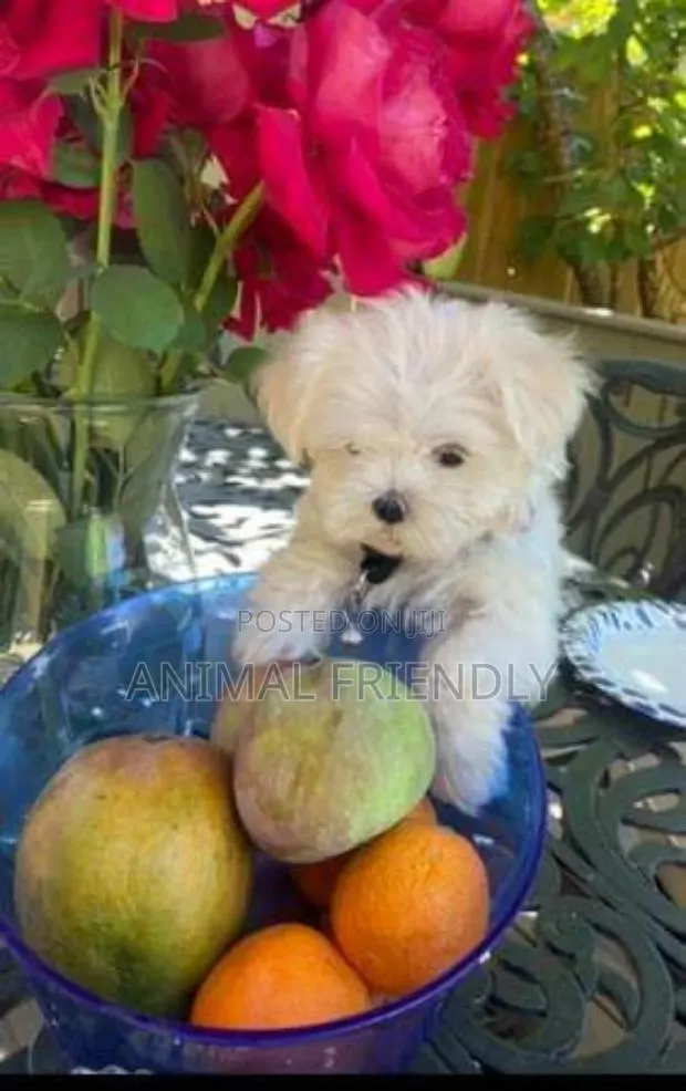 1-3 months Male Purebred Maltese · Photo 1