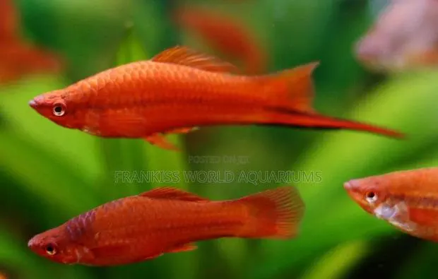 Swordtail Fishes · Photo 2