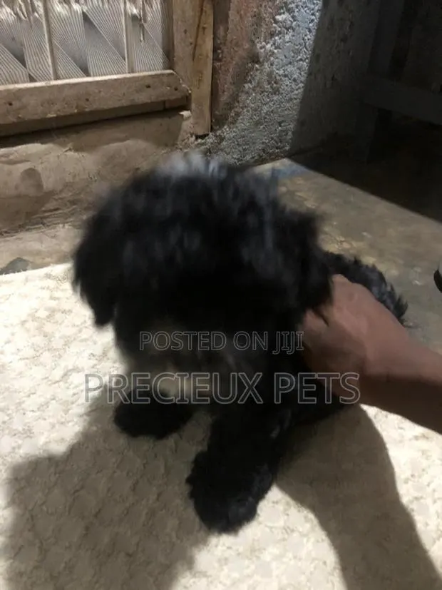 1-3 months Male Mixed Breed Maltese Shih Tzu · Photo 1