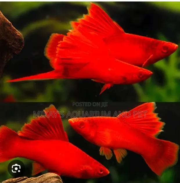 Swordtail Aquarium Fishes · Photo 1