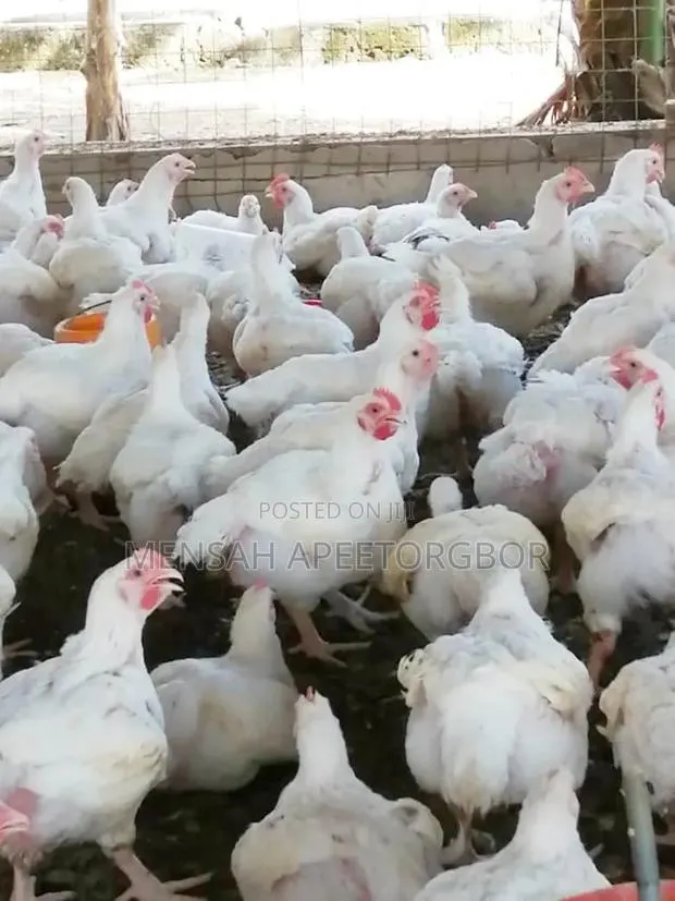 10 Weeks Broilers · Photo 1