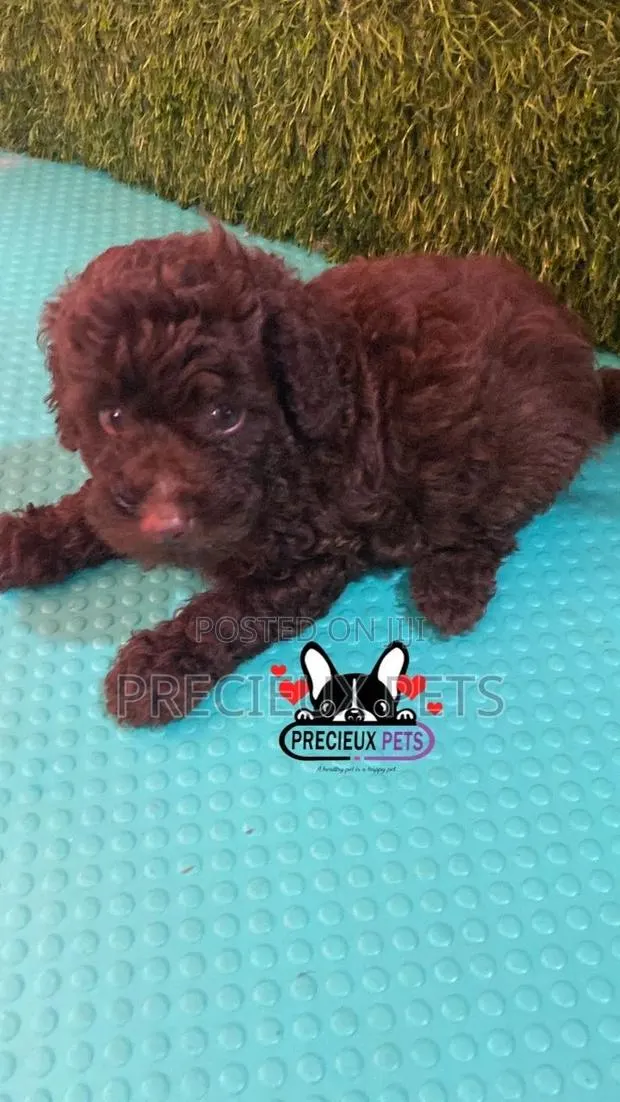 1-3 months Male Purebred Poodle · Photo 1