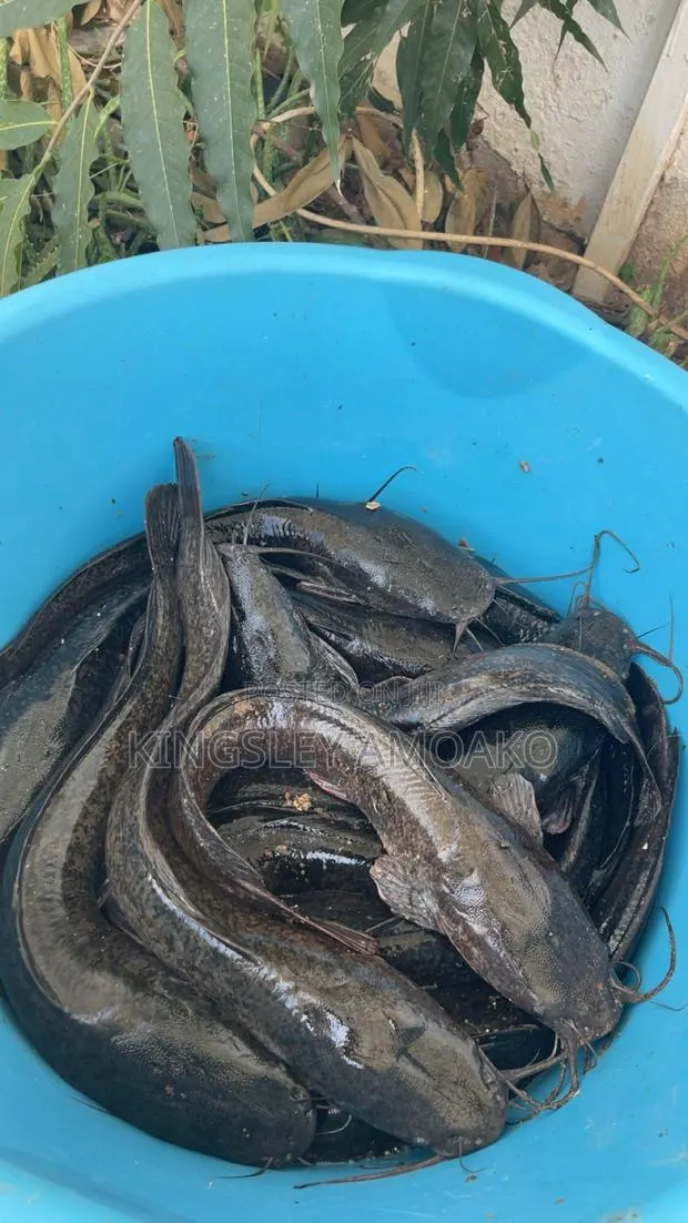 8months Catfish Available at Sowutuom · Photo 1
