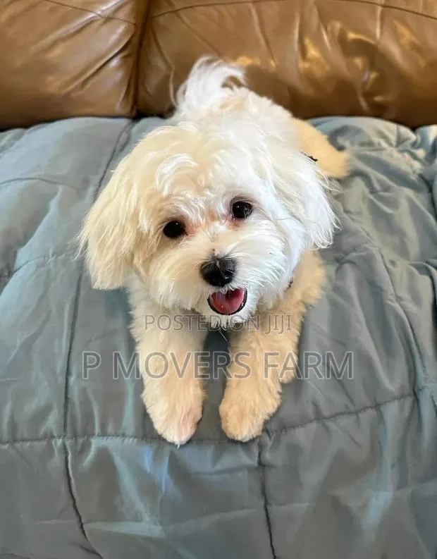 1-3 months Male Purebred Poodle · Photo 1