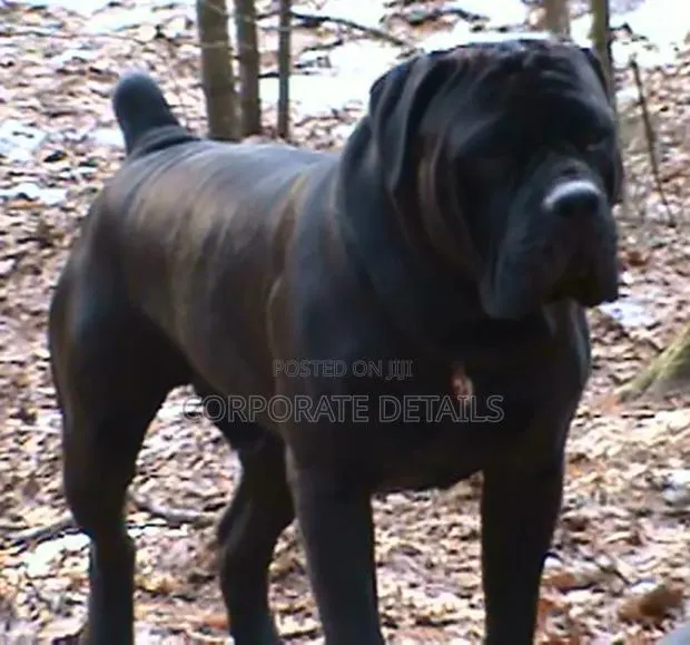 6-12 months Male Purebred Boerboel · Photo 1