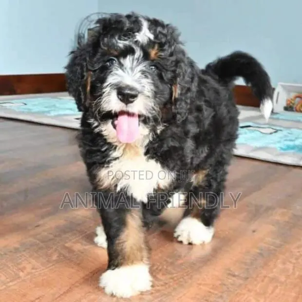 1-3 months Female Purebred Poodle · Photo 1