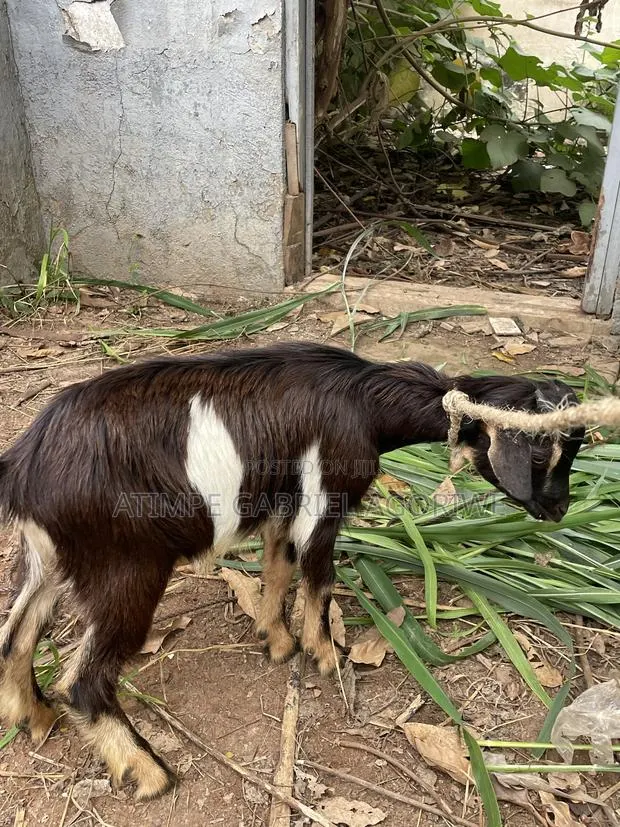 Healthy Billy Goat · Photo 1