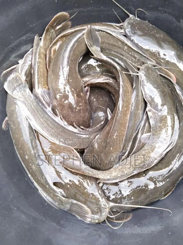 Fast Growing Catfish:fingerlings, Juveniles, Jumbo 6-13cm · Photo 1