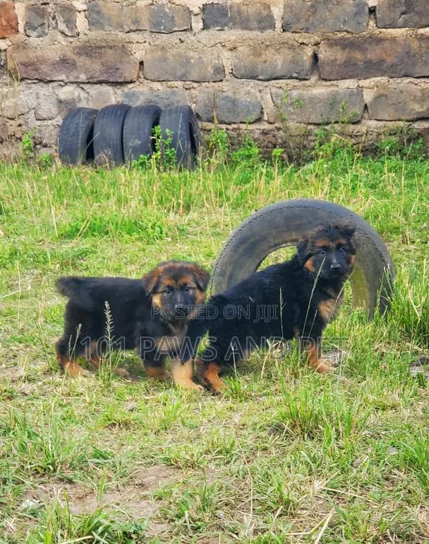 1-3 months Male Purebred German Shepherd · Photo 1