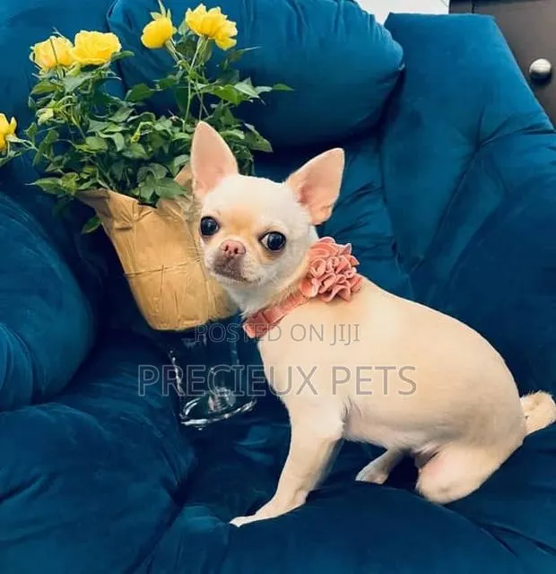 1+ year Male Purebred Chihuahua · Photo 1