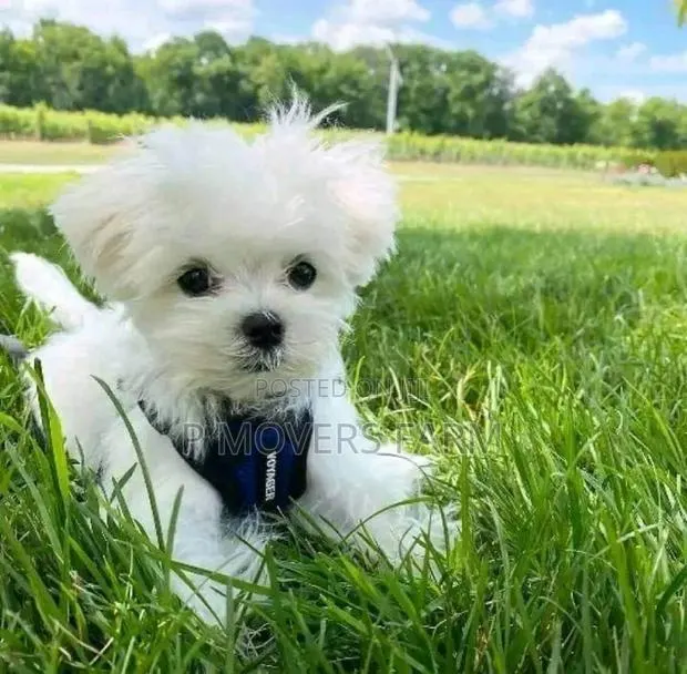 1-3 months Male Purebred Maltese · Photo 1