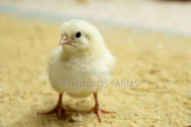 Day Old Chicken Available · Photo 1