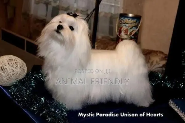 1-3 months Male Purebred Maltese · Photo 1