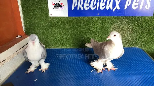1 Pair of Lahore of Fancy Pigeons · Photo 1