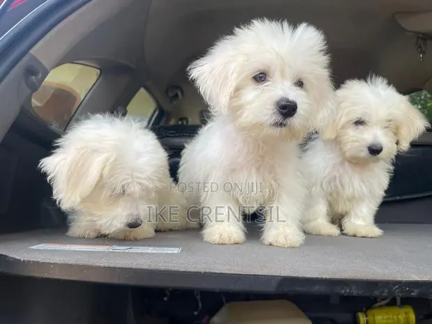 1-3 months Female Purebred Poodle · Photo 1