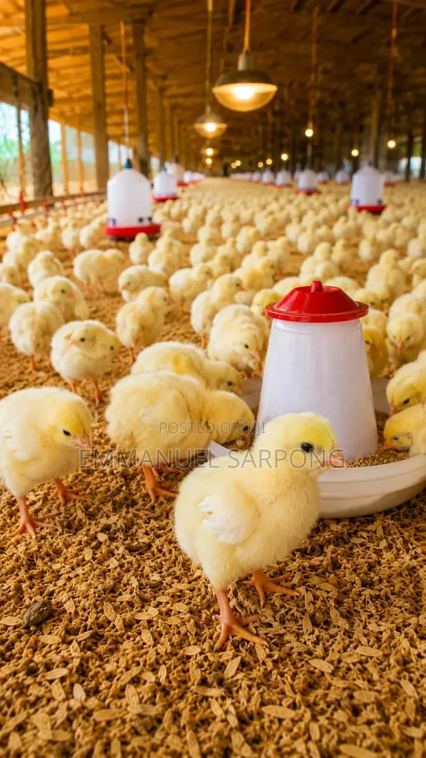 Poultry Farm Attendant · Photo 1